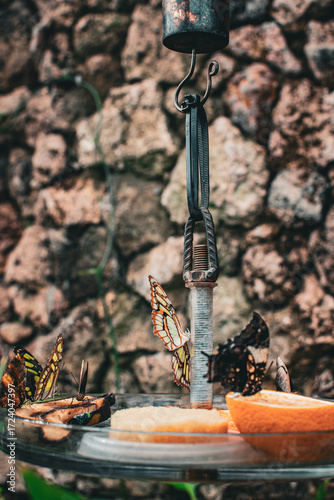 Butterflies gather around fruit at a feeding station in Denmark's serene landscape