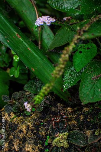 Beautiful green plants and vibrant flowers captured in a Danish forest during a rainy day