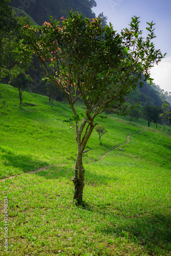 A green field surrounded by trees on a hot day with green hills in the background. A high-quality photo of a grassy area with a few trees in an untouched and pristine forest.