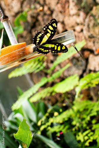 Colorful butterfly resting on a glass in a garden in Denmark during a sunny afternoon