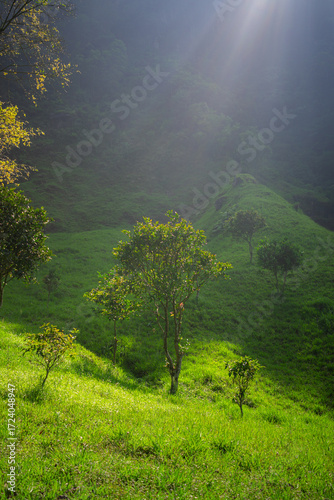 A green field surrounded by trees on a hot day with green hills in the background. A high-quality photo of a grassy area with a few trees in an untouched and pristine forest.
