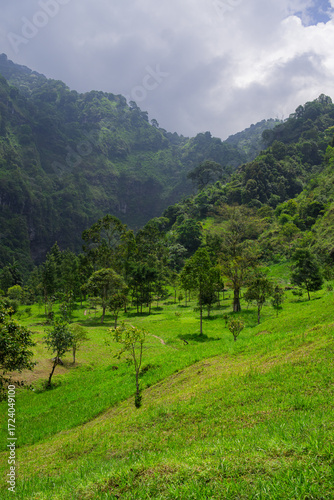 A green field surrounded by trees on a hot day with green hills in the background. A high-quality photo of a grassy area with a few trees in an untouched and pristine forest.