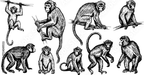 Sketched set of monkey silhouettes isolated
