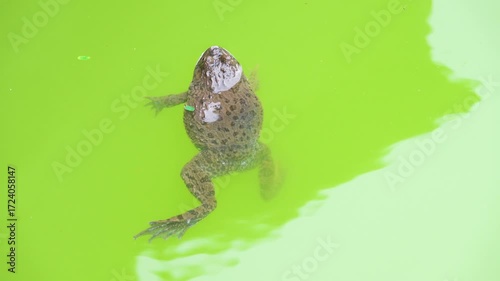 Rice Frog, Indian cricket frog, Boie's wart frog, rice field frog (Rana limnocharis) in the checks and rice canals of VietNam