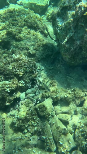 Schools of exotic marine fish swim in the clear seawater. Sunlight penetrates the turquoise depths.