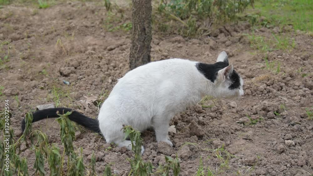 White Cat Urinating on Soil and Covering with Dirt – Natural Behavior ...