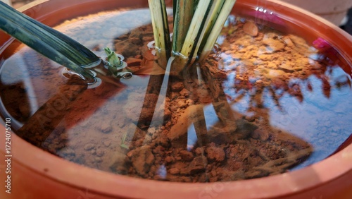 Tableau sur toile A Pot of Life: Exploring the Unique Reflection of a Waterlogged Plant