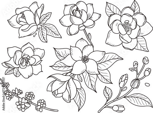 Black and white botanical illustration of blooming flowers and buds line art leaves