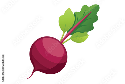 Single beetroot displays its round, red root and vibrant, fresh green leaves against white