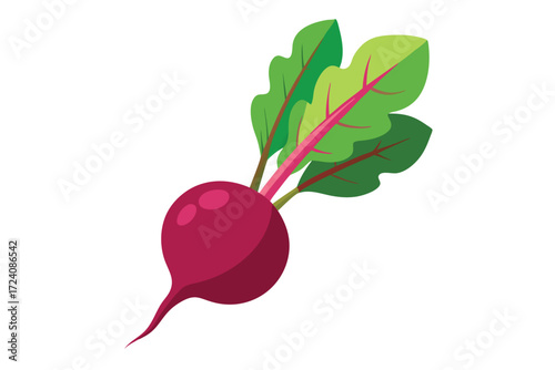 Single beet with green leaves extends from it against a clear, clean white backdrop