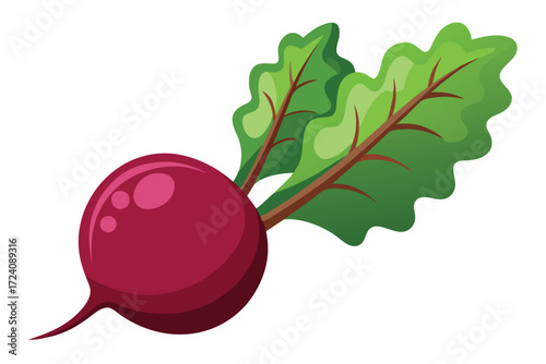 Shiny beet displays vibrant purple color and lively green leaves in a striking illustration