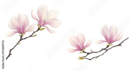 Illustration of two branches with soft pink magnolia flowers, isolated on transparent background, beautiful springtime botanical art