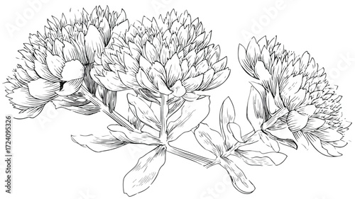 Rhodiola Rosea Isolated Vector Illustration: Botanical Herbal Plant Graphic Design Element