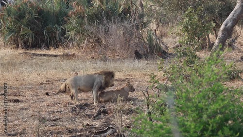 Pair of lions mating in Kruger National Park, South Africa