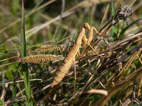 Close-up of praying mantis in the grass on the outskirts of Tbilisi, Georgia