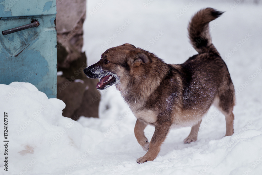 Naklejka premium Snowy day adventure of a playful dog exploring a winter landscape near a blue container