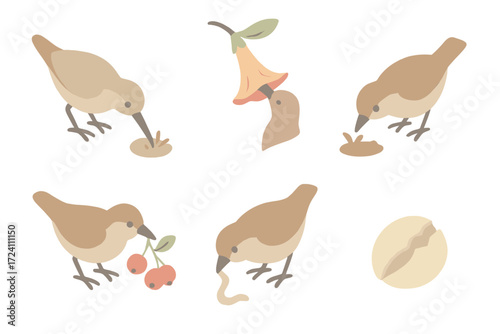Bird Feeding Techniques. Isometric vector illustration set beak peck forage food: long thin beak probe, nectar feeding motion,