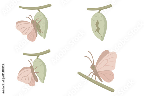 Butterfly Metamorphosis Illustration. Isometric vector illustration set cocoon metamorphosis butterfly emerge: butterfly emerging