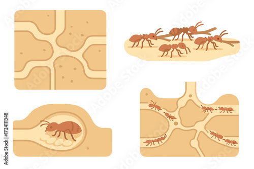 Ant Colony Teamwork. Isometric vector illustration set ant colony tunnel teamwork: underground colony map, ants carrying twigs,