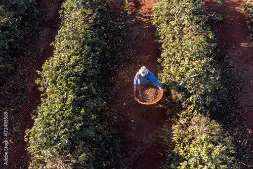 A rural worker harvesting coffee in a plantation, tossing freshly picked coffee cherries with a sieve under the sunlight. Traditional manual process in Brazil’s coffee production.