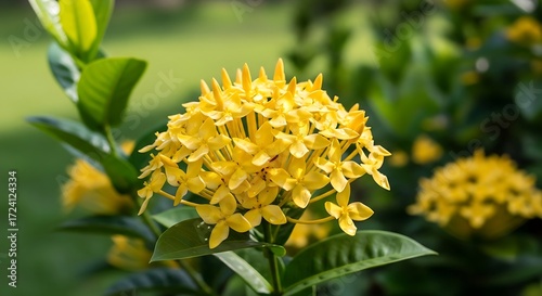 Vibrant yellow ixora blooms amidst lush green foliage in a garden setting
