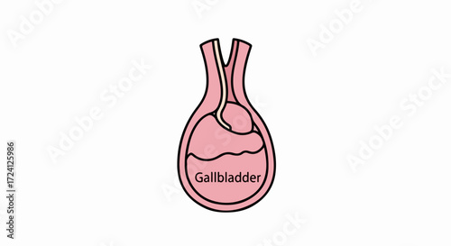 Gallbladder illustration showing a simplified gallbladder on light background. Detailed gallbladder diagram presents biliary system with anatomical details. Gallbladder for educational medical use,