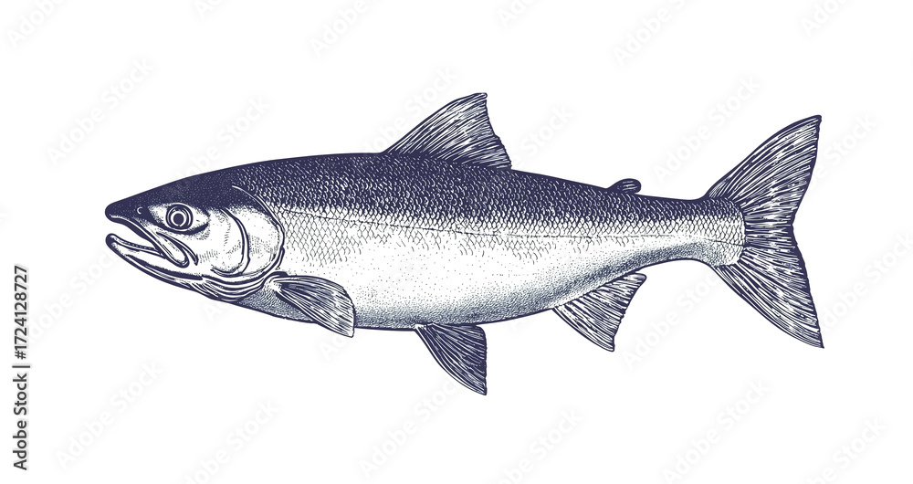 Obraz premium Fish sketch salmon trout. Vintage retro print, black white salmon trout fish sketch ink pencil style drawing, linear drawing, engrave old school. Sketch artwork salmon trout fish. Illustration