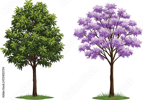 Green leafy tree, purple flowering tree, seasonal contrast, botanical diversity, nature scene, ornamental bloom, outdoor garden, vibrant foliage, flora study