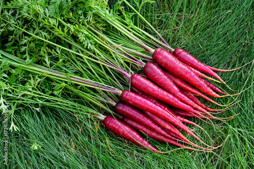Bunch of bright red organic carrots (Rainbow variety) with green leaves are on the grass lawn in the garden.