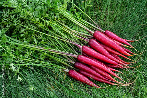 Bunch of bright red organic carrots (Rainbow variety) with green leaves are on the grass lawn in the garden.