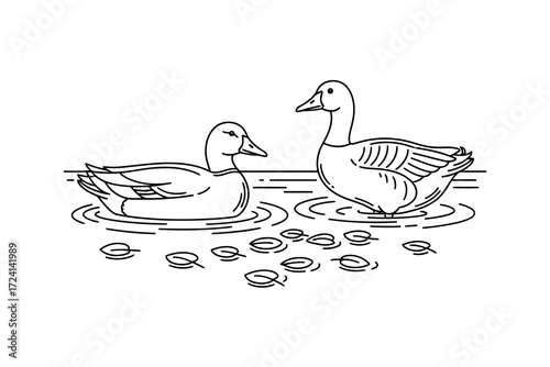Elegant Duck Couple Swimming Serene Pond Minimalist Black and White Line Art Illustration