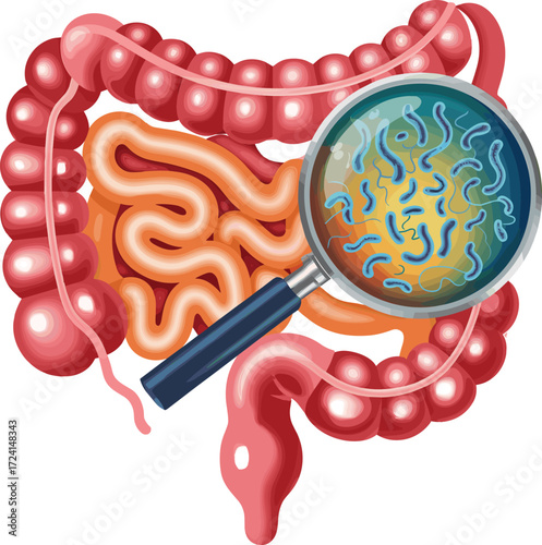 Human Intestines with Magnifying Glass Revealing Gut Microbiota, Digestive Bacteria, Microorganisms, Medical Vector Illustration, Intestinal Health, Anatomy Concept