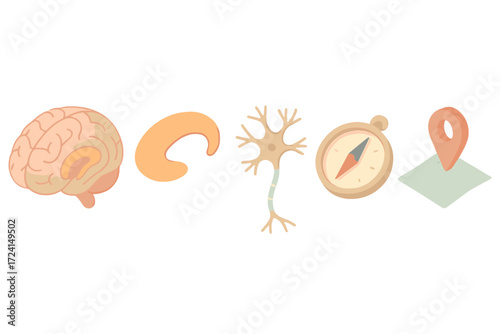 Hippocampus Function Illustration. Isometric vector illustration set Hippocampus Function: 3D brain cutaway, highlighted