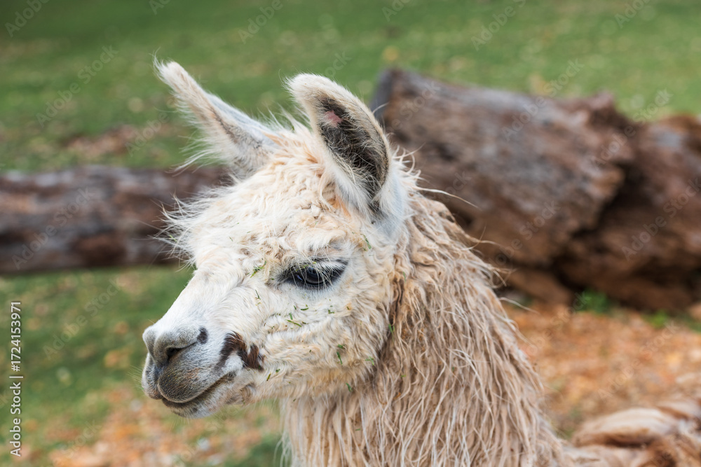 Obraz premium Close-Up Portrait of an Alpaca Head