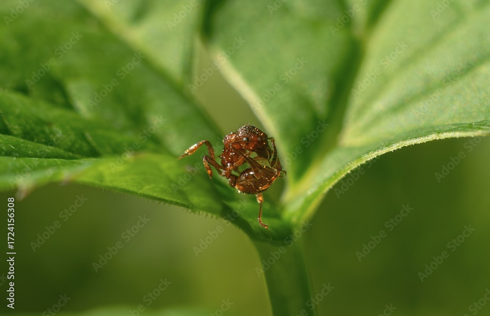 Fototapeta premium Red-haired myrmica. A species of small red ants of the genus Myrmica. The ant does yoga.