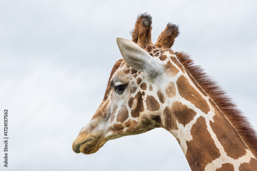Obraz premium Close-Up Portrait of a Giraffe Head
