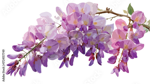 Exquisite Wisteria Flowers on White Background