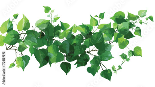 Lush Green Vine with Abundant Leaves Close-up for Design Projects