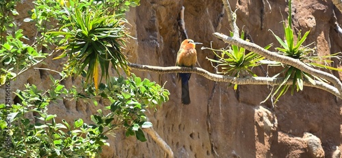 White-fronted bee eater bird on branch