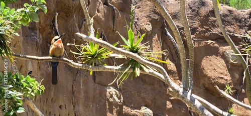 White-fronted bee eater bird on branch