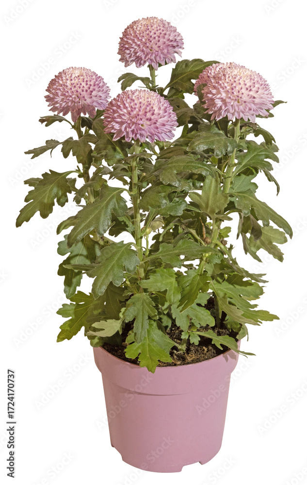 Ταπετσαρία Chrysanthemum pompon rose en pot
