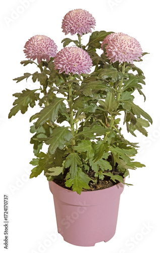 Fotografie Chrysanthemum pompon rose en pot