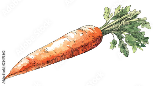Vibrant Watercolor Carrot Hand Drawn Isolated on White Background