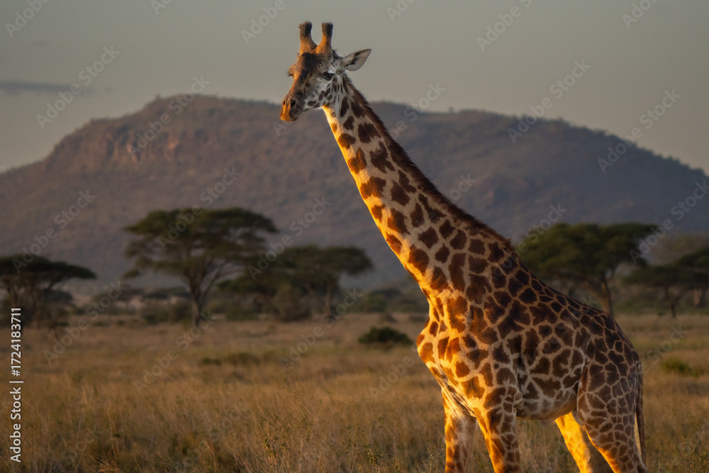 Obraz premium Giraffe portrait in the typical africa savanna background 