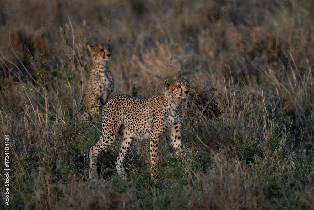 Obraz premium Cheetah colorful close up in African savannah at sunset in the patent hunting game