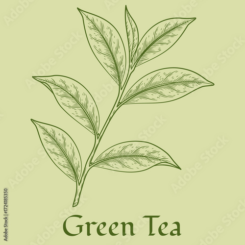 Green tea plant, leaf. Hand drawn sketch illustration. Floral branch organic lineart. Chinese tea, hot drink. Green leaf on light green background.