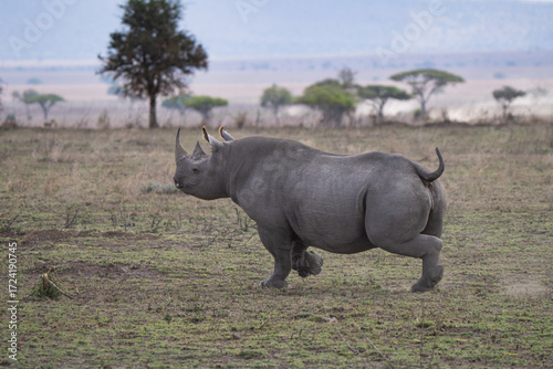 Cuadro en lienzo Black rhinoceros happily running in the african bush