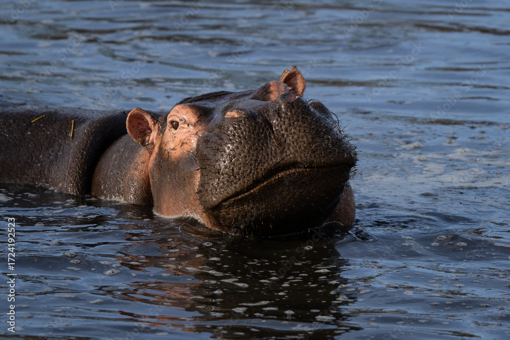 Fototapeta premium Hippopotamus close up in the water 