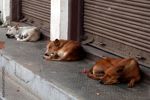 Photography stray dogs or street dogs in public places as social issue