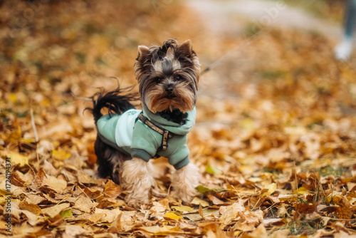 Cute Yorkshire Terrier Puppy in Autumn Park Wearing Warm Hoodie